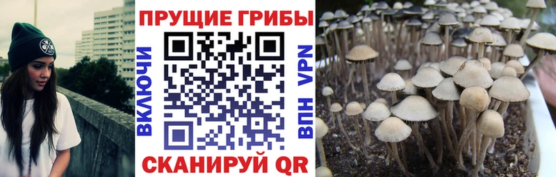 Галлюциногенные грибы Psilocybe  кракен маркетплейс  Куса 